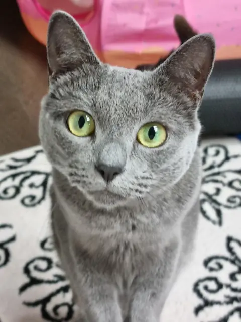 cat lost    Paris Nana