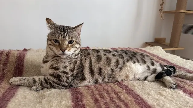 chat lost    Paris Ronin