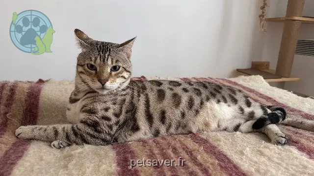 gato perdido Paris Ronin gato lost Paris Ronin