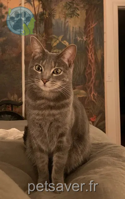kat vermist Paris Suki kat lost Paris Suki