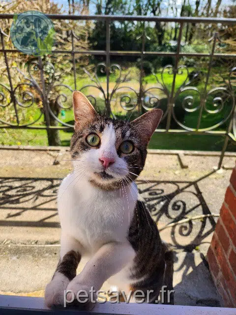 chatte lost    Paris Tiny