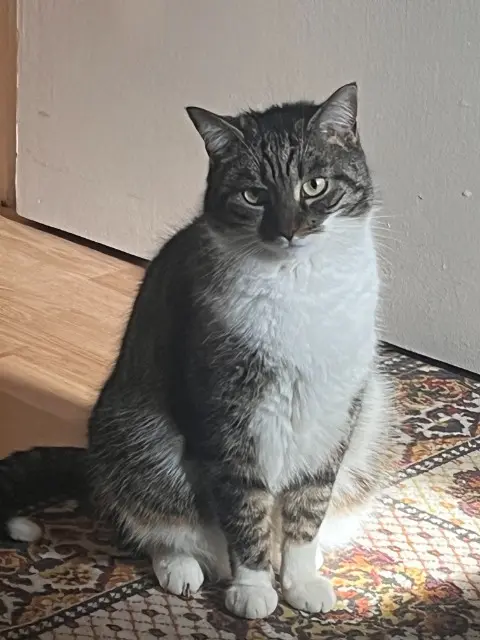 chatte lost    Paris Yasha