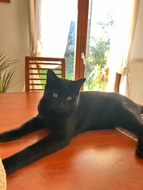 chat lost    Le Havre Tidji
