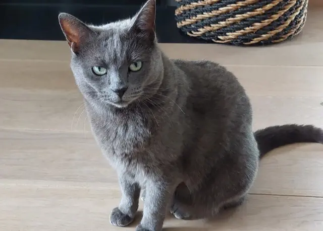 chatte lost   76420 Bihorel Maze