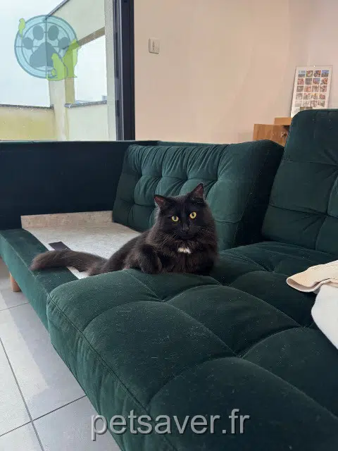 gatta lost   76520 Franqueville-Saint-Pierre Molly