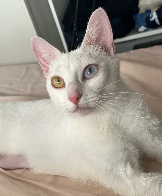 chatte lost    Rouen Mei