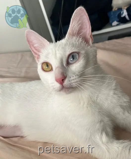 kat vermist Rouen Mei kat lost Rouen Mei