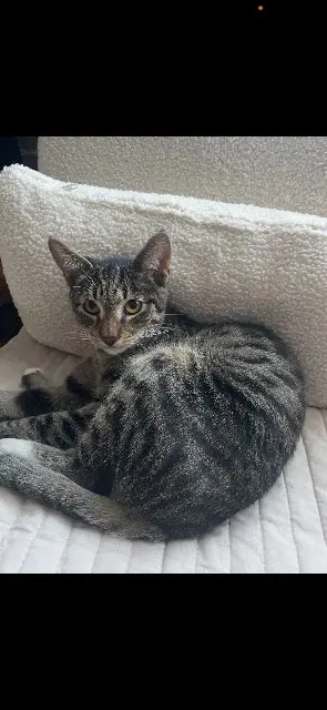 chat lost   76460 Saint-Valery-en-Caux Timi