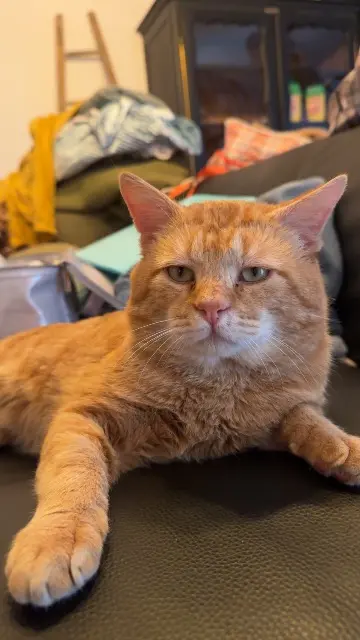 chat lost   76560 Amfreville-les-Champs Toto