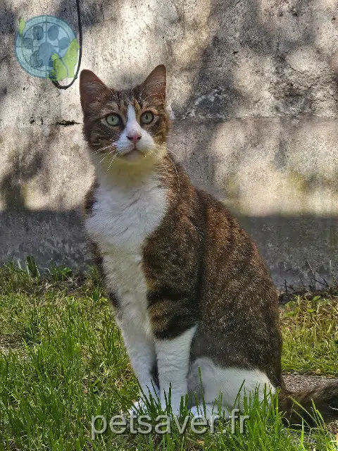 chat lost   77120 Coulommiers Maki