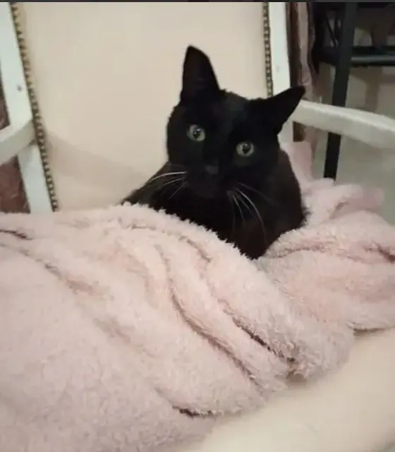 chat lost   77114 Villiers-sur-Seine Pixel