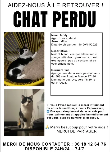 chat lost   77190 Dammarie-les-Lys Teddy