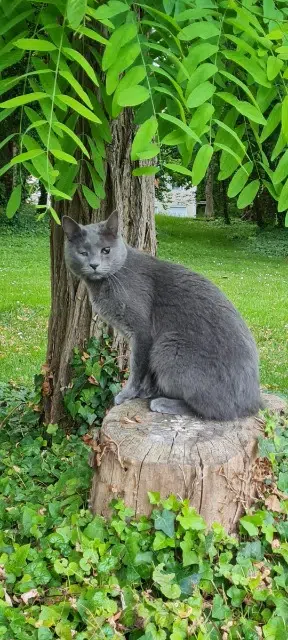 chat lost   77910 Varreddes Tew