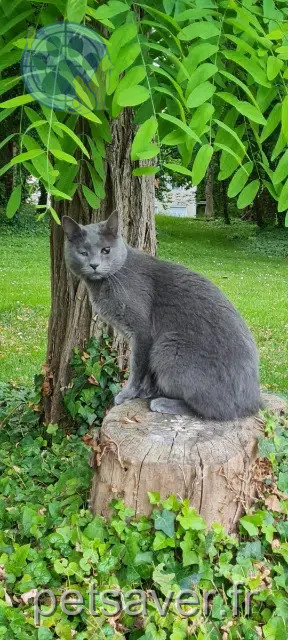 chat perdu 77910 Varreddes Tew chat lost 77910 Varreddes Tew