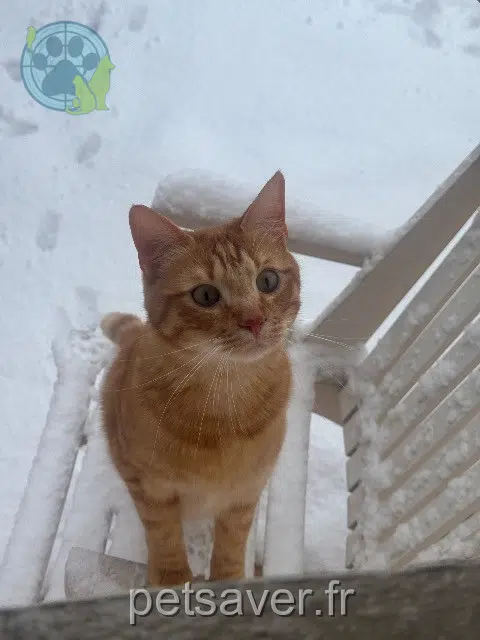 cat lost 77140 Saint-Pierre-lès-Nemours Xay cat lost 77140 Saint-Pierre-lès-Nemours Xay