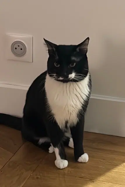 chat lost   77500 Chelles Yuumi