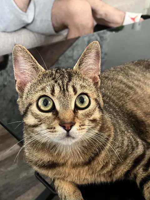 chat lost   77390 Chaumes-en-Brie Zeus