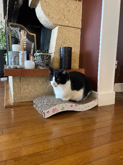 chatte lost   78570 Andrésy Channel