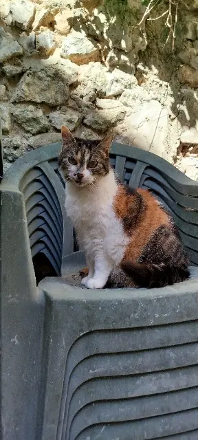 chatte lost   78840 Freneuse Mayana