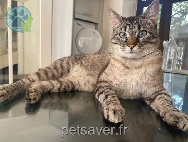 kater vermist Saint-Germain-en-Laye MIKO kater lost Saint-Germain-en-Laye MIKO