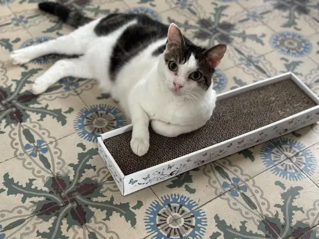 chat lost   78800 Houilles Minou