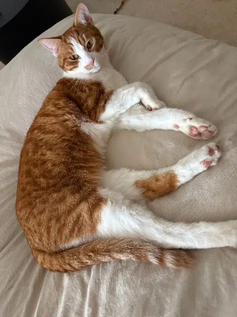 chat lost   78600 Maisons-Laffitte Paco