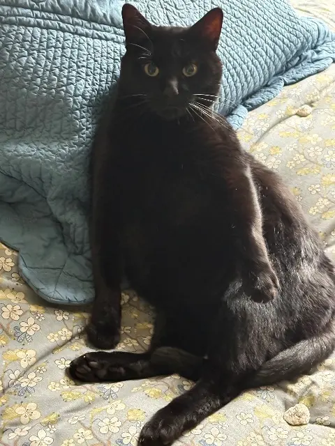 chat lost   78000 Versailles Slash