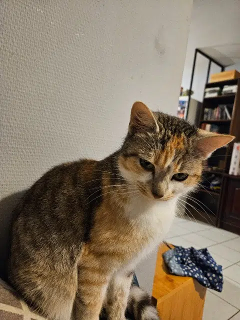 chatte lost   79150 Voulmentin Bella