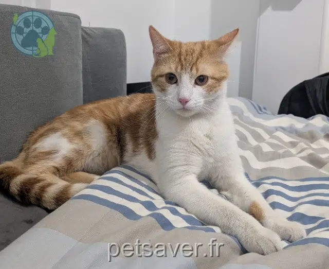 chat lost   80000 Amiens Amaretto
