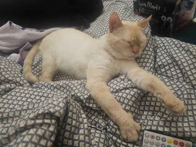 chat lost    Amiens Kira