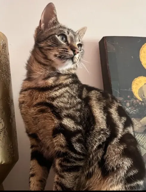 gato perdido 80450 Camon Kai gato lost 80450 Camon Kai