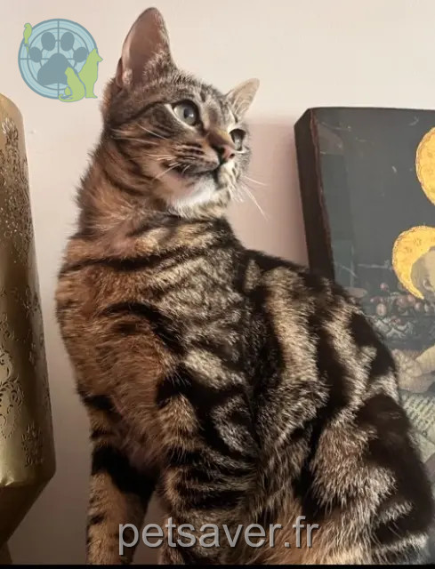 chat perdu 80450 Camon Kai chat lost 80450 Camon Kai
