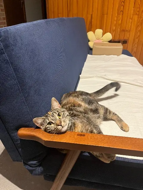 chatte lost   80140 Martainneville Olive