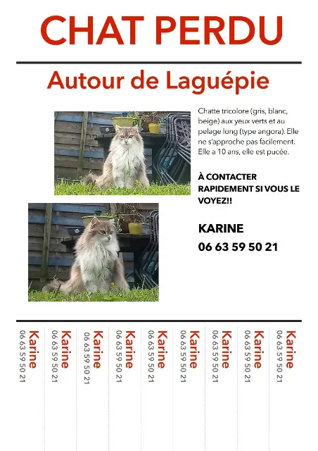 chatte lost   81170 Saint-Martin-Laguépie Nimbus