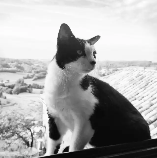 chat lost   82190 Lacour Dante