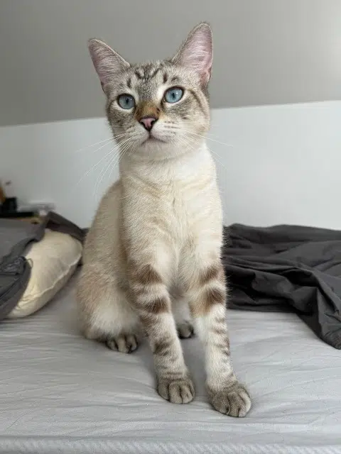 chat lost   83170 Brignoles Lucky