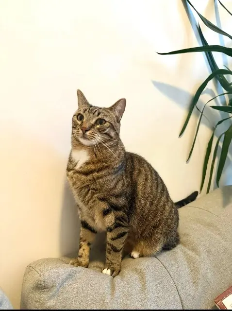 gato perdido Roquebrune-sur-Argens Oscar gato lost Roquebrune-sur-Argens Oscar