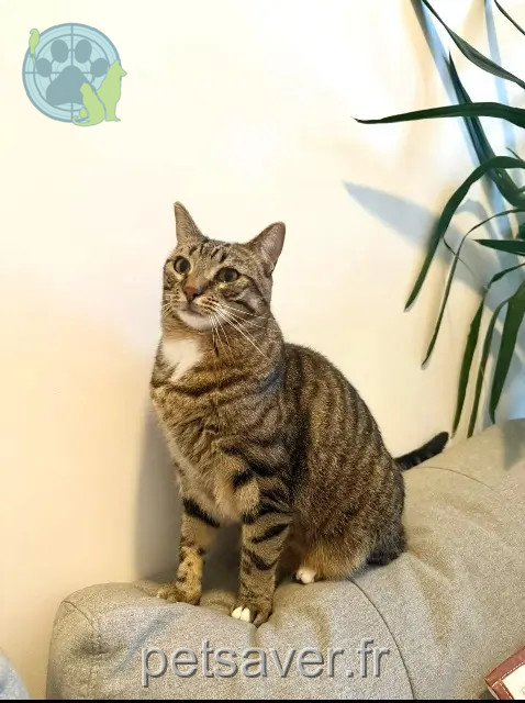 kater vermist Roquebrune-sur-Argens Oscar kater lost Roquebrune-sur-Argens Oscar