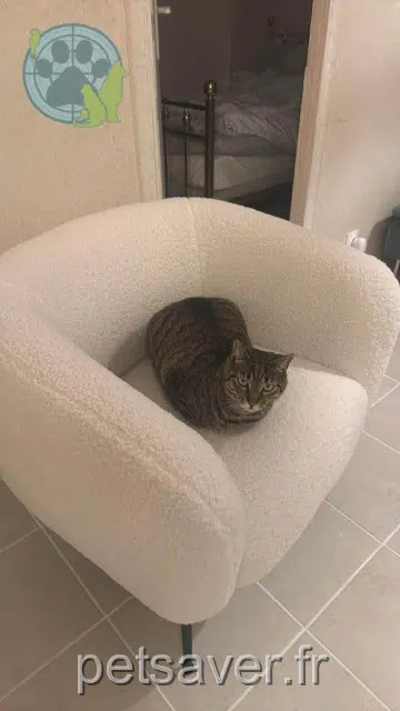 chat lost   83400 Hyères Roby