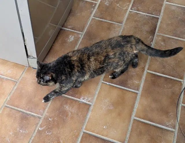 chatte lost   83200 Le Revest-les-Eaux Suzy