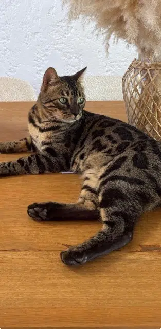 chat lost   83350 Ramatuelle Thor