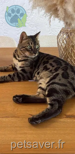 Kater vermisst 83350 Ramatuelle Thor Kater lost 83350 Ramatuelle Thor