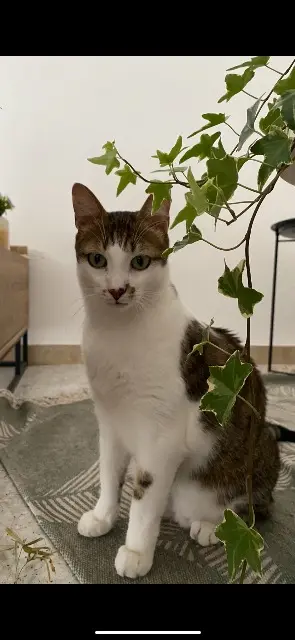 chat lost    Toulon Saros