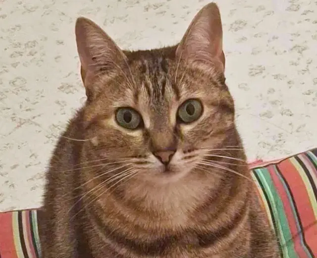 chatte lost    Avignon Lizzie