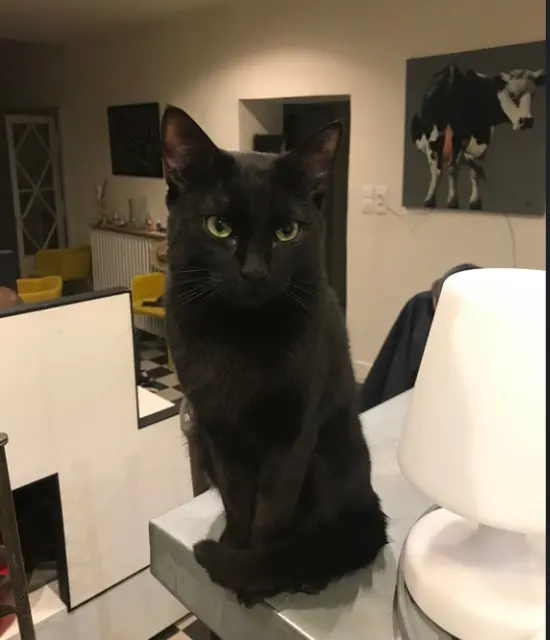 chat lost   84110 Vaison-la-Romaine Clovis