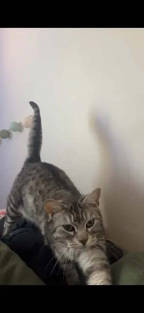 chatte lost   84810 Aubignan Koala