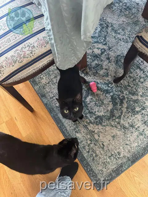 cat lost 84420 Piolenc Shadow cat lost 84420 Piolenc Shadow
