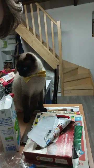 chat lost   85310 La Chaize-le-Vicomte Blue