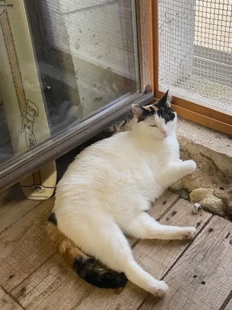 chatte lost   85330 Noirmoutier-en-l'Île Callie