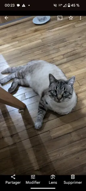 chat lost   85550 La Barre-de-Monts Mocha